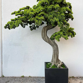 Großer Bonsai im Block M Pflanzgefäß