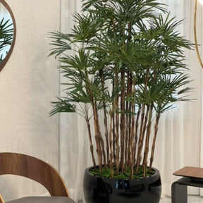 Lady Palm im schwarzen Terragona Pflanzgefäß