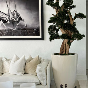 Großer Bonsai im Brannan Pflanzgefäß